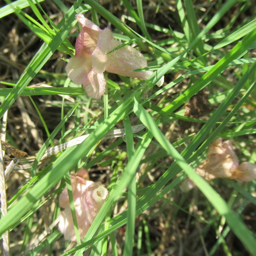 Agalinis heterophylla (Prairie False Foxglove) (alternate view 5)