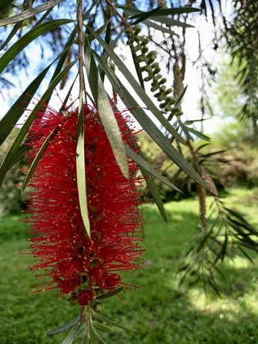 Melaleuca viminalis (weeping bottlebrush) (alternate view 2)
