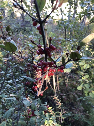 Shepherdia canadensis (Russet Buffaloberry) (alternate view 2)