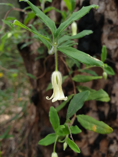 Billardiera scandens (Apple Berry)