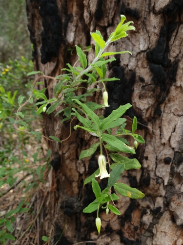Billardiera scandens (Apple Berry) (alternate view 2)