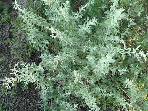 Chenopodium parabolicum (Fragrant Saltbush) (alternate view 3)