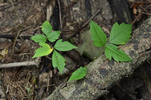 Toxicodendron radicans (Poison Ivy) (alternate view 2)