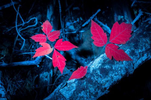 Toxicodendron radicans (Poison Ivy)