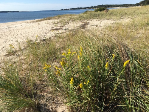 Solidago sempervirens (northern seaside goldenrod) (alternate view 10)