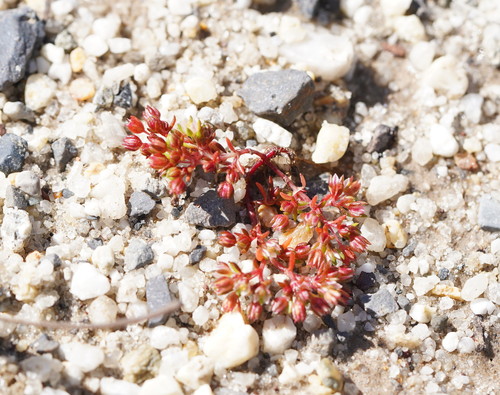 Crassula decumbens (Scilly Pigmyweed) (alternate view 3)
