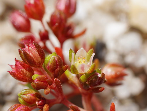 Crassula decumbens (Scilly Pigmyweed)