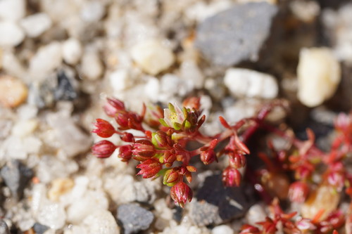 Crassula decumbens (Scilly Pigmyweed) (alternate view 2)