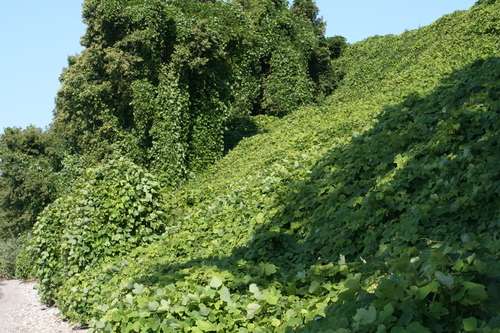 Pueraria montana (kudzu) (alternate view 4)