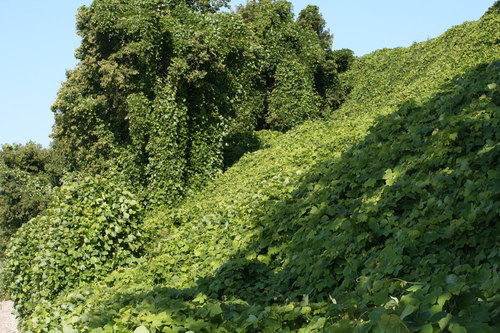 Pueraria montana (kudzu) (alternate view 5)