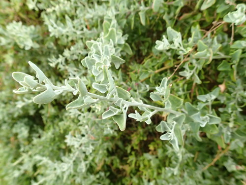 Chenopodium parabolicum (Fragrant Saltbush)