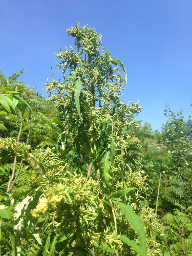 Rhus typhina (staghorn sumac) (alternate view 4)