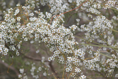 Gaudium myrsinoides (Heath Teatree) (alternate view 3)