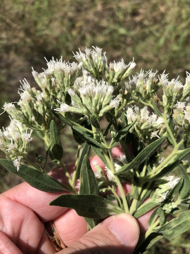 Eupatorium altissimum (tall boneset) (alternate view 2)