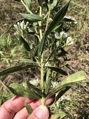 Eupatorium altissimum (tall boneset) (alternate view 3)