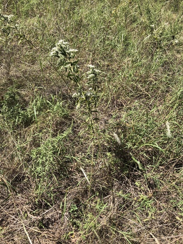 Eupatorium altissimum (tall boneset) (alternate view 4)
