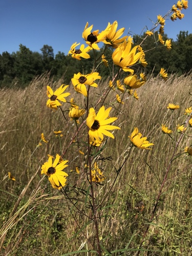 Helianthus angustifolius (Swamp Sunflower)