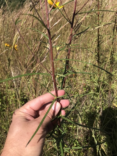 Helianthus angustifolius (Swamp Sunflower)