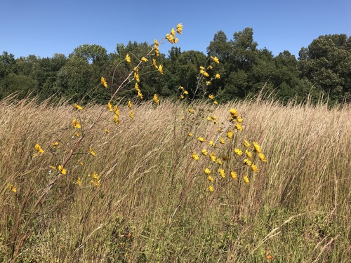 Helianthus angustifolius (Swamp Sunflower)