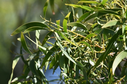 Acacia implexa (Lightwood) (alternate view 4)