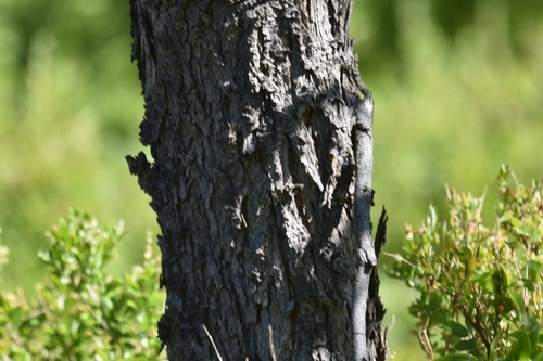 Acacia implexa (Lightwood) (alternate view 5)