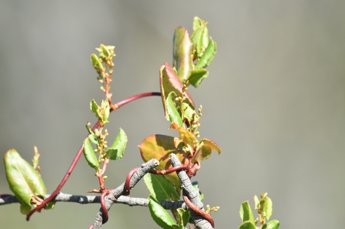Muehlenbeckia adpressa (Climbing Lignum) (alternate view 5)