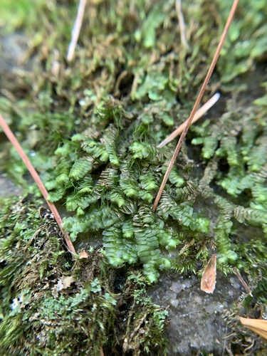 Bazzania trilobata (greater whipwort) (alternate view 11)
