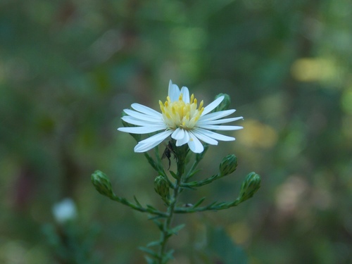 Symphyotrichum drummondii (Drummond's aster) (alternate view 8)