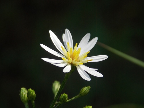 Symphyotrichum drummondii (Drummond's aster) (alternate view 9)
