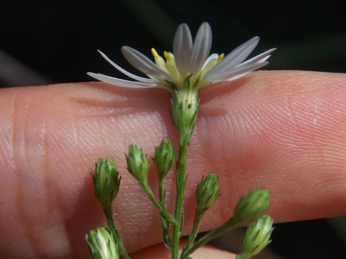 Symphyotrichum drummondii (Drummond's aster) (alternate view 7)