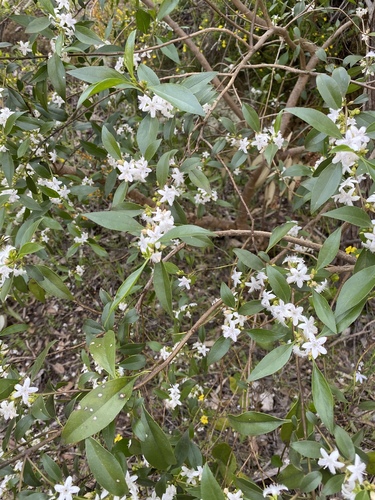 Myoporum petiolatum (Sticky Boobialla) (alternate view 4)