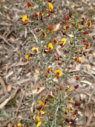 Bossiaea obcordata (Spiny Bossiaea) (alternate view 5)