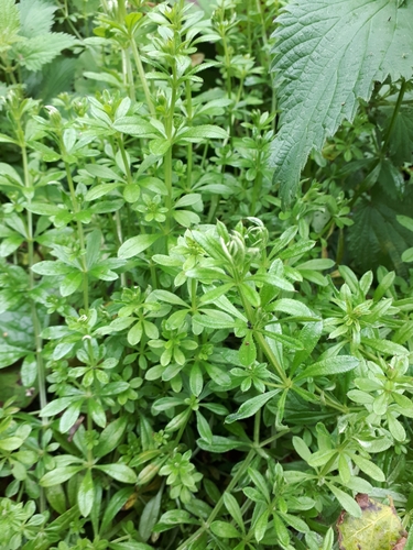 Galium aparine (cleavers (native)) (alternate view 2)