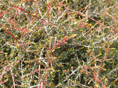 Phyllanthus hirtellus (Thyme Spurge) (alternate view 8)
