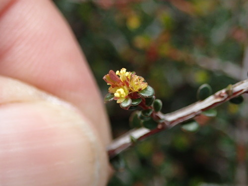 Phyllanthus hirtellus (Thyme Spurge) (alternate view 9)
