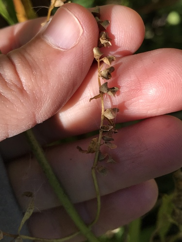 Scutellaria lateriflora (side-flowering skullcap) (alternate view 5)