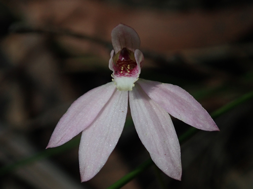 Caladenia carnea (Pink Lady Fingers) (alternate view 6)