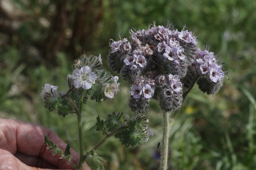 Phacelia cicutaria (caterpillar scorpionweed) (alternate view 6)