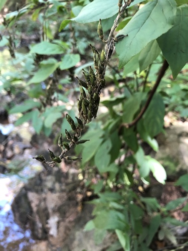 Itea virginica (Virginia sweetspire) (alternate view 2)