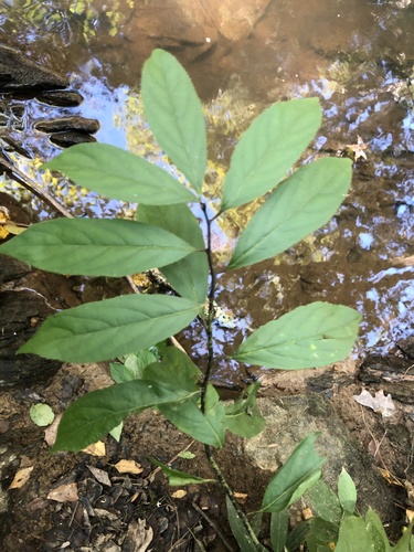 Itea virginica (Virginia sweetspire) (alternate view 3)