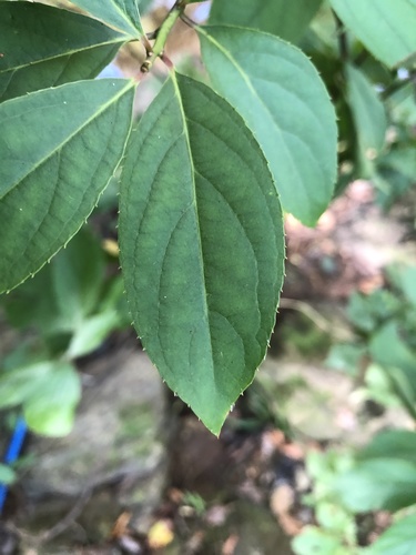 Itea virginica (Virginia sweetspire) (alternate view 4)