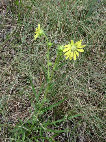 Silphium laciniatum (compass plant) (alternate view 2)