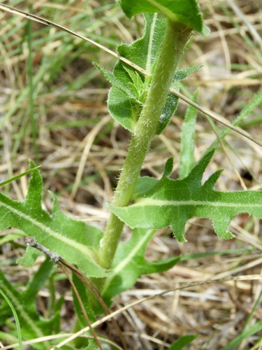 Silphium laciniatum (compass plant) (alternate view 3)