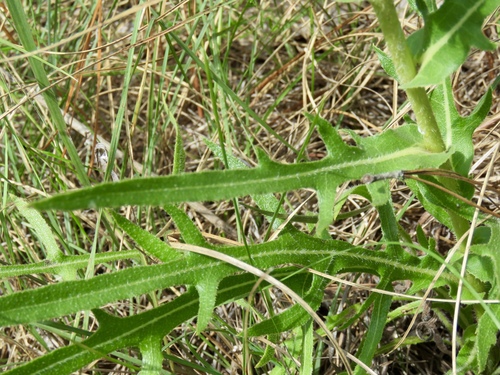 Silphium laciniatum (compass plant) (alternate view 4)