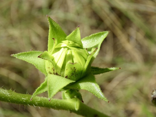 Silphium laciniatum (compass plant) (alternate view 5)