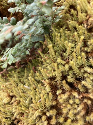 Breutelia affinis (Red-heart Moss) (alternate view 5)