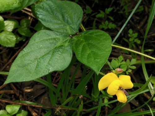 Vigna (alternate view 3)