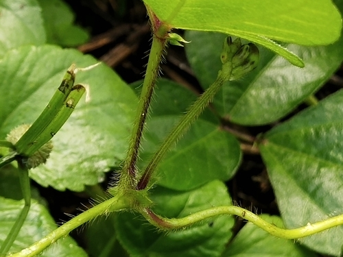 Vigna (alternate view 4)