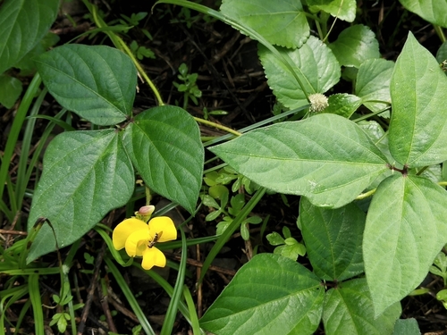 Vigna (alternate view 5)