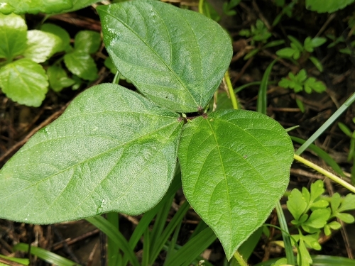 Vigna (alternate view 6)
